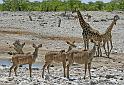 227 Etosha NP, giraf, kudu